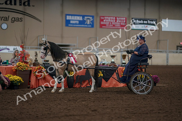 2019 Morgan Horse Show - Aug 31, 2019 - 04567