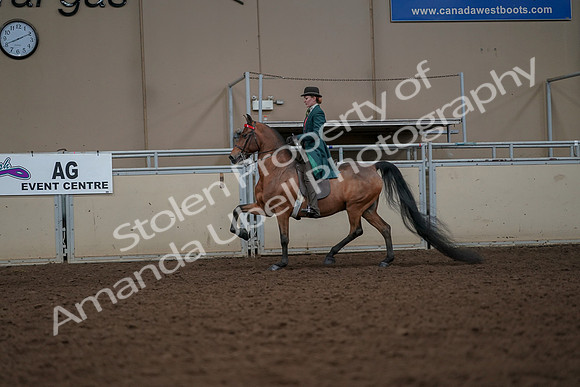 2019 Morgan Horse Show - Aug 30, 2019 - 27924