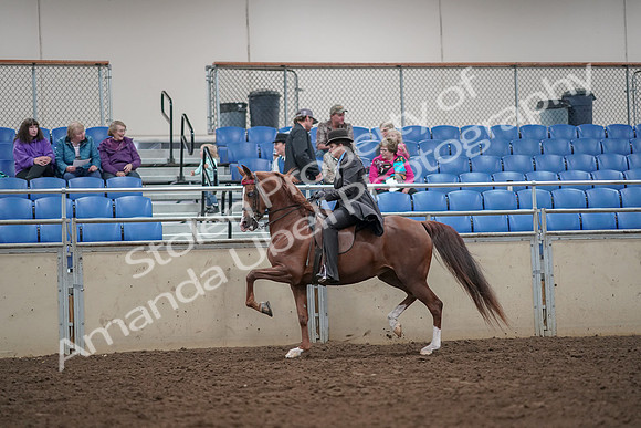 2019 Morgan Horse Show - Aug 30, 2019 - 26497