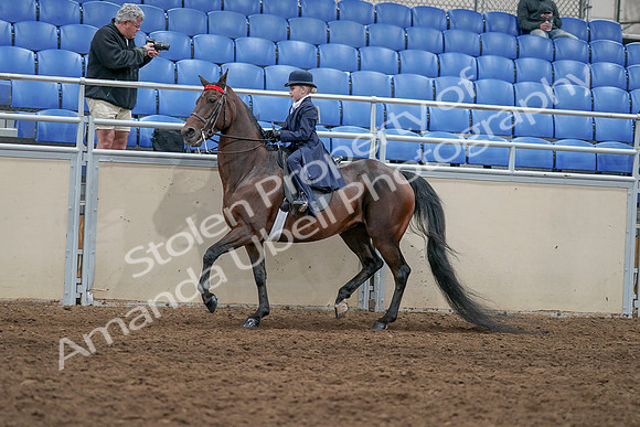 2020 - AB Morgan Horse - Sat, Sept 05 - 04774