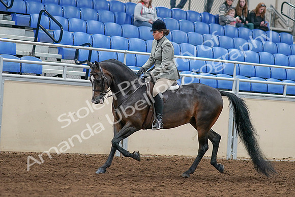 2020 - AB Morgan Horse - Sat, Sept 05 - 14325