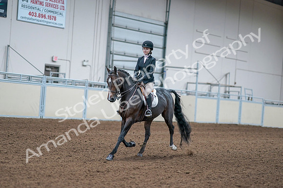 2020 - AB Morgan Horse - Fri, Sept 04 - 06155
