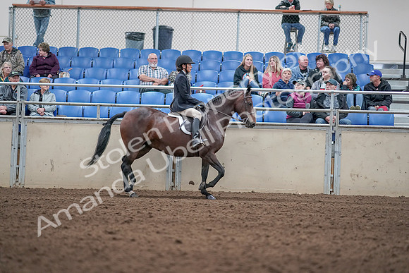 2019 Morgan Horse Show - Aug 31, 2019 - 19599