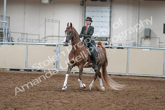 2020 - AB Morgan Horse - Sat, Sept 05 - 12944