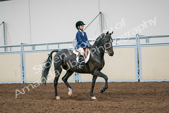 2020 - AB Morgan Horse - Sun, Sept 06 - 08117