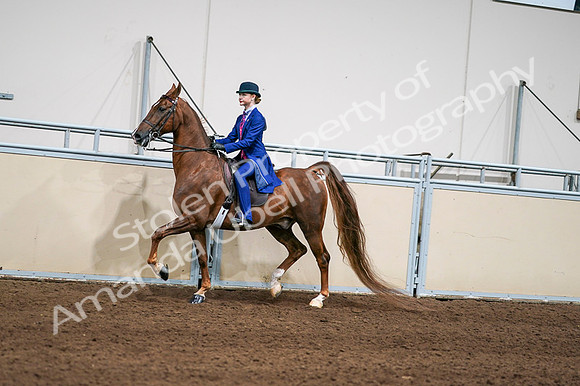 2020 - AB Morgan Horse - Fri, Sept 04 - 04968