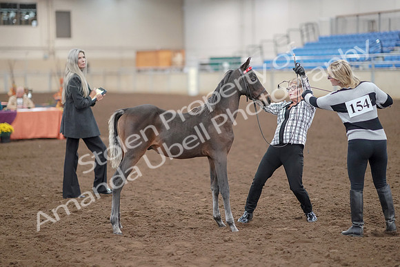 2019 Morgan Horse Show - Aug 30, 2019 - 24889