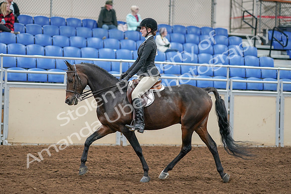 2020 - AB Morgan Horse - Sat, Sept 05 - 14225