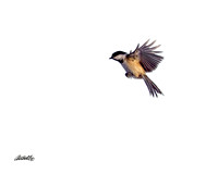 Birds - 004
