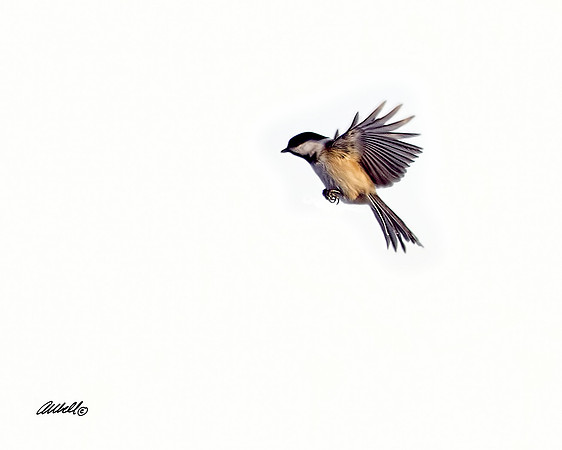 Birds - 004