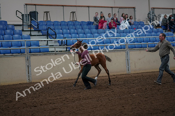 2019 Morgan Horse Show - Aug 30, 2019 - 24680