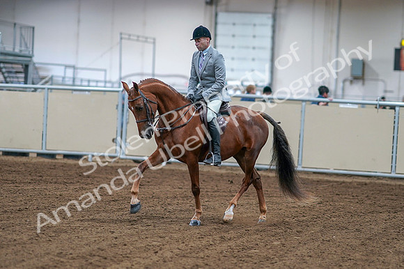 2020 - AB Morgan Horse - Fri, Sept 04 - 01459