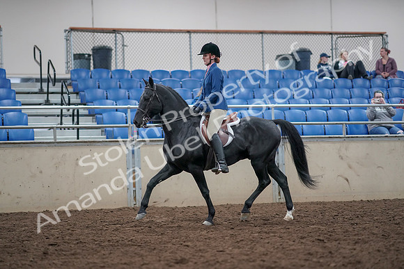 2019 Morgan Horse Show - Aug 31, 2019 - 16604