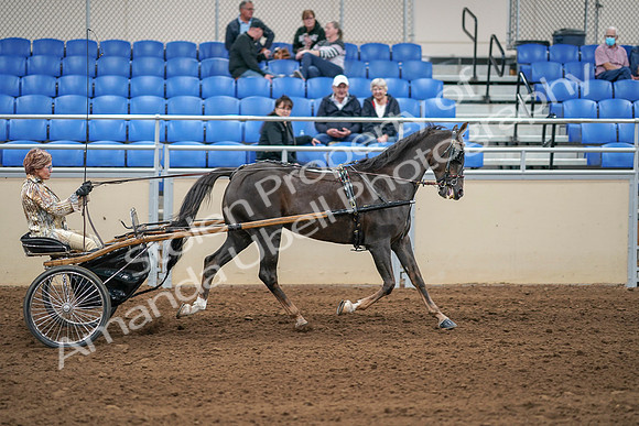 2020 - AB Morgan Horse - Sat, Sept 05 - 05963