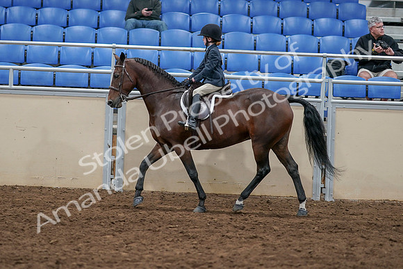 2020 - AB Morgan Horse - Sun, Sept 06 - 07720