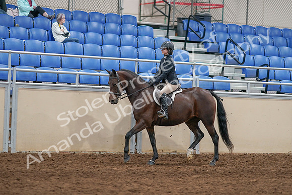 2020 - AB Morgan Horse - Sat, Sept 05 - 14253