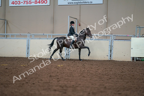 2019 Morgan Horse Show - Aug 30, 2019 - 21070