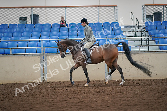 2019 Morgan Horse Show - Aug 30, 2019 - 17298