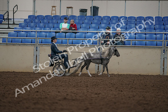 2019 Morgan Horse Show - Aug 31, 2019 - 04425