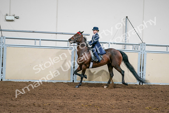 2020 - AB Morgan Horse - Sun, Sept 06 - 08148