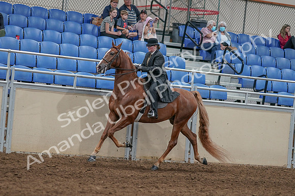 2020 - AB Morgan Horse - Fri, Sept 04 - 11443