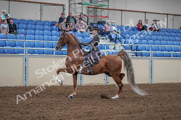 2020 - AB Morgan Horse - Fri, Sept 04 - 11189