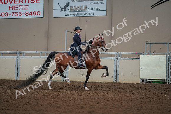 2019 Morgan Horse Show - Aug 30, 2019 - 25293