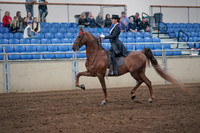 2019 Morgan Horse Show - Aug 31, 2019 - 20358