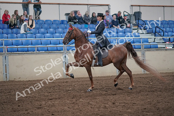 2019 Morgan Horse Show - Aug 31, 2019 - 20358