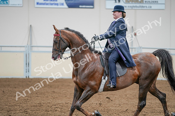 2020 - AB Morgan Horse - Fri, Sept 04 - 08231