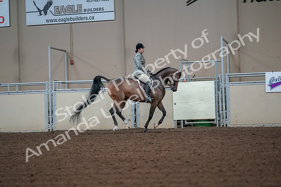 2019 Morgan Horse Show - Aug 30, 2019 - 17515