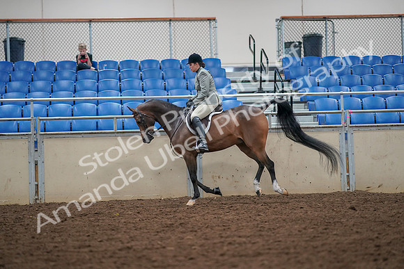 2019 Morgan Horse Show - Aug 30, 2019 - 17383