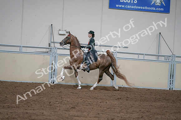 2020 - AB Morgan Horse - Fri, Sept 04 - 09619