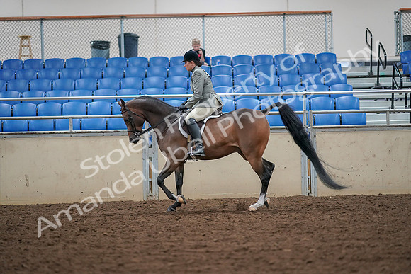 2019 Morgan Horse Show - Aug 30, 2019 - 17303