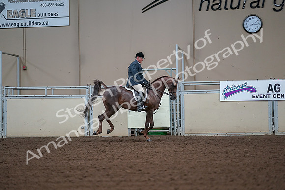 2019 Morgan Horse Show - Aug 30, 2019 - 17587