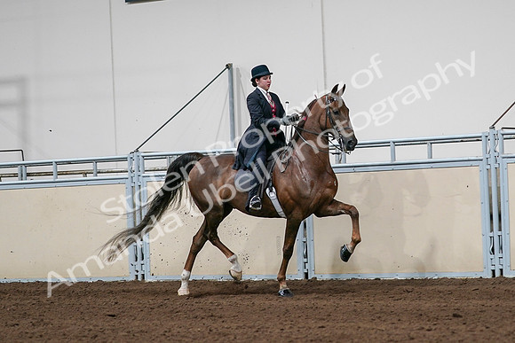 2020 - AB Morgan Horse - Sat, Sept 05 - 06364