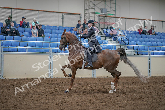 2020 - AB Morgan Horse - Fri, Sept 04 - 11301