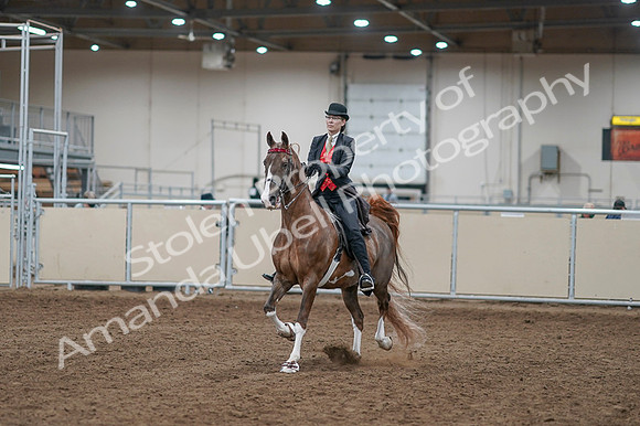 2020 - AB Morgan Horse - Fri, Sept 04 - 09496