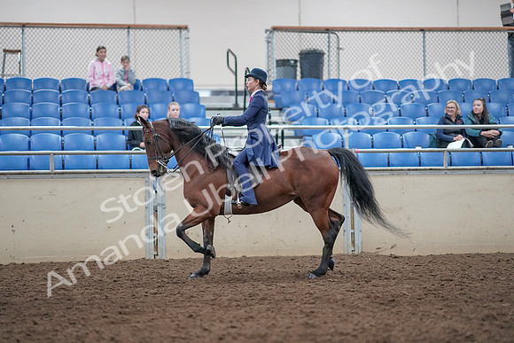 2019 Morgan Horse Show - Aug 31, 2019 - 09304