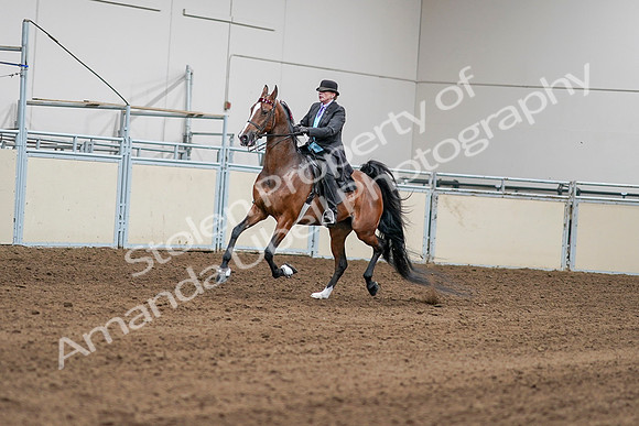 2020 - AB Morgan Horse - Sat, Sept 05 - 12957