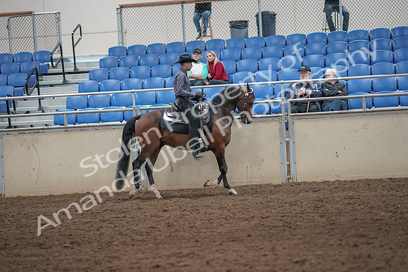 2019 Morgan Horse Show - Aug 31, 2019 - 06227