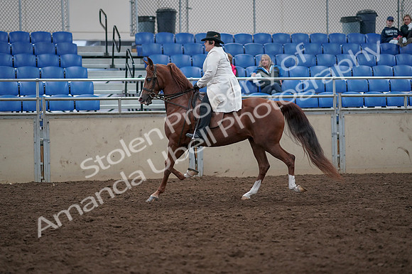 2019 Morgan Horse Show - Aug 31, 2019 - 17860