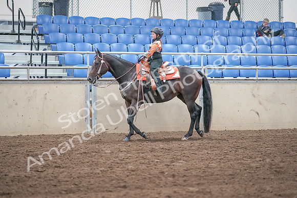 2019 Morgan Horse Show - Sept 01, 2019 - 05736