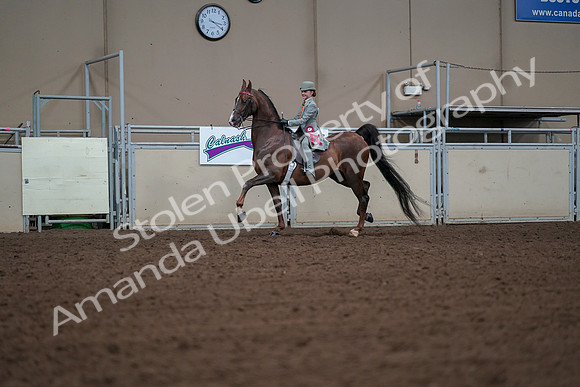 2019 Morgan Horse Show - Aug 30, 2019 - 18220