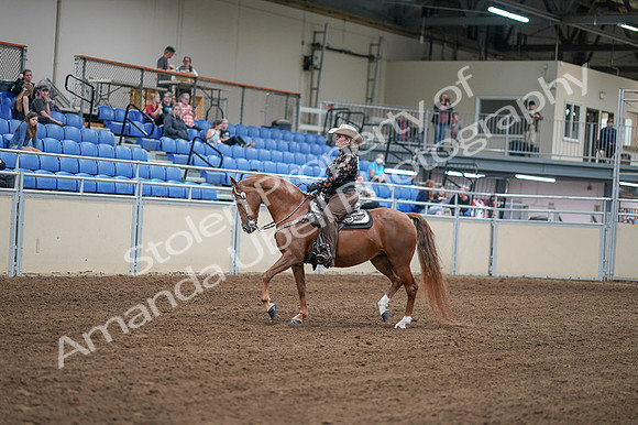 2020 - AB Morgan Horse - Fri, Sept 04 - 08323