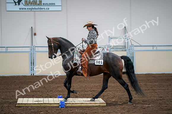 2020 - AB Morgan Horse - Fri, Sept 04 - 00067