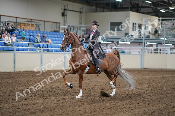 2020 - AB Morgan Horse - Sat, Sept 05 - 06159