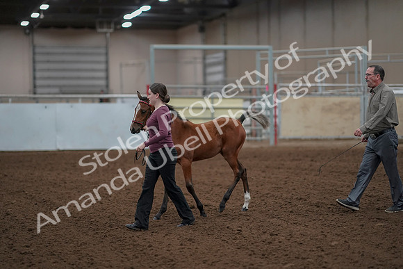 2019 Morgan Horse Show - Aug 30, 2019 - 24787
