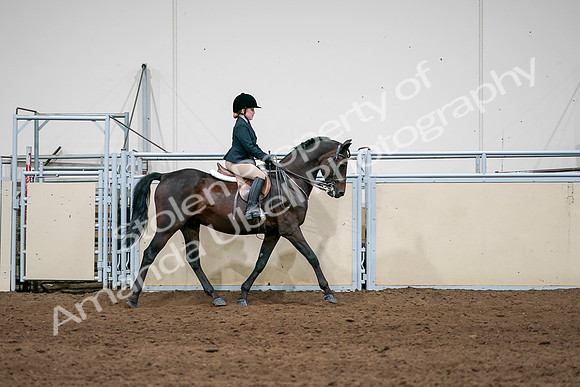 2020 - AB Morgan Horse - Sun, Sept 06 - 07974