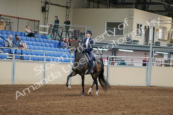 2020 - AB Morgan Horse - Sat, Sept 05 - 06247